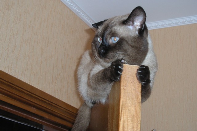 Котовторник на ЯПлакалъ (27.05.08), прикольные коты, добавляем свои!