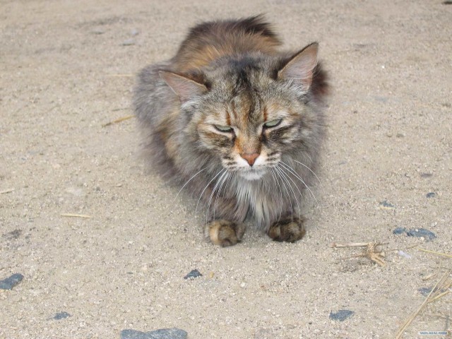 Котовторник на ЯПлакалъ
