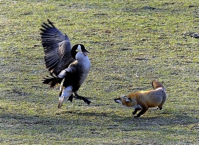 Охота на гуся