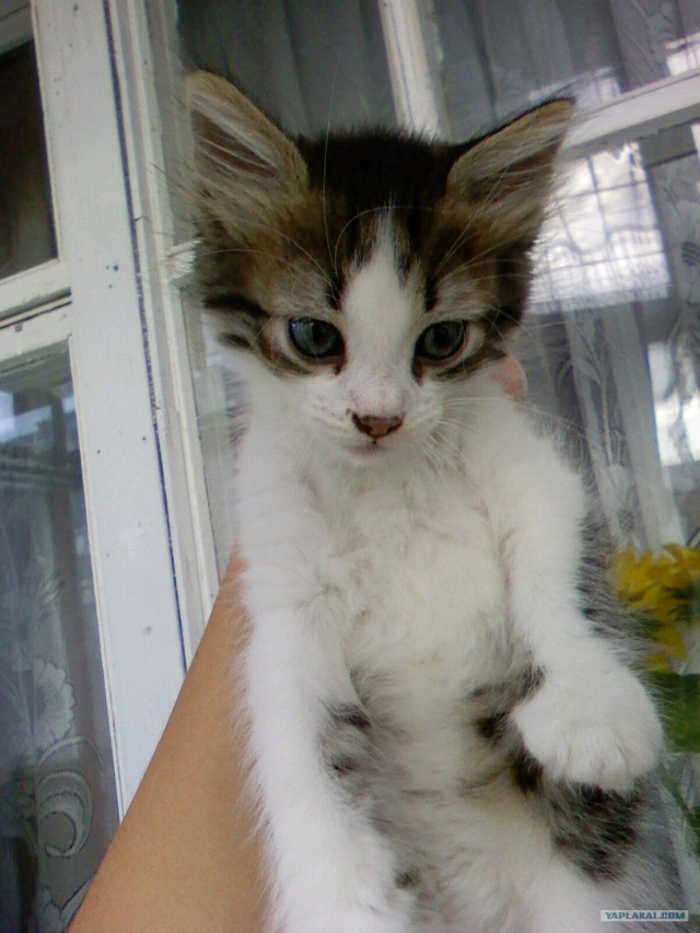 Котовторник на 1-е июня
