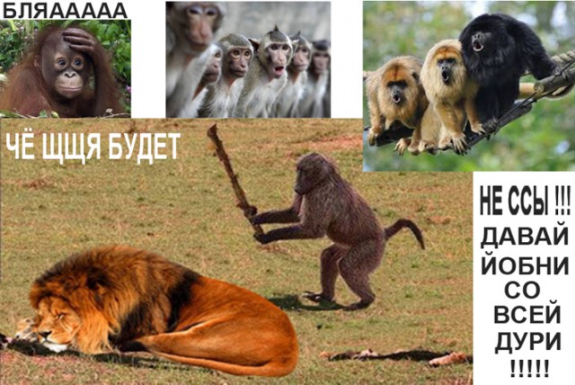 Лента прикольных картинок