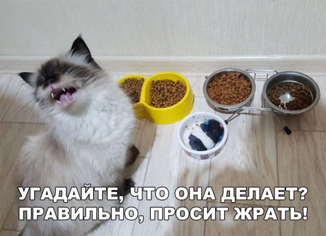 Нестандартный юмор