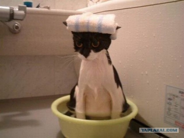 Котовторник так котовторник!