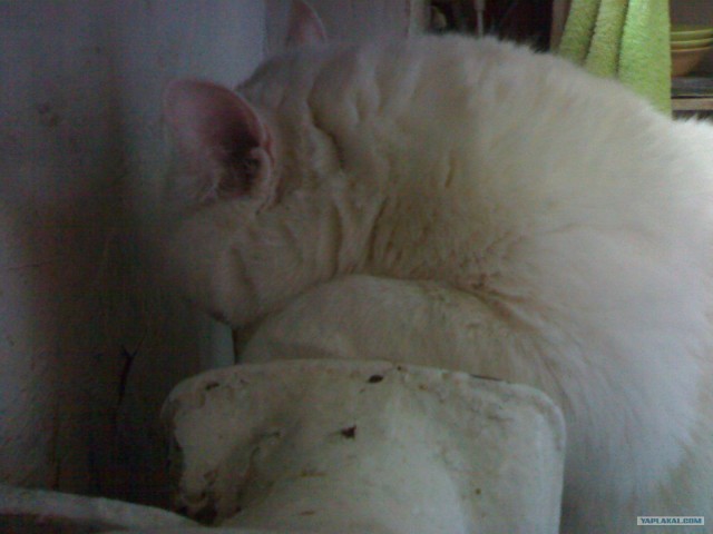 Молящийся кот