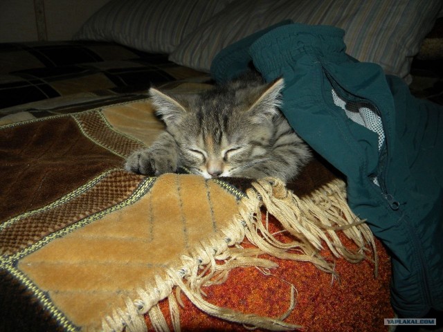 Котовторник (31.01.2012)