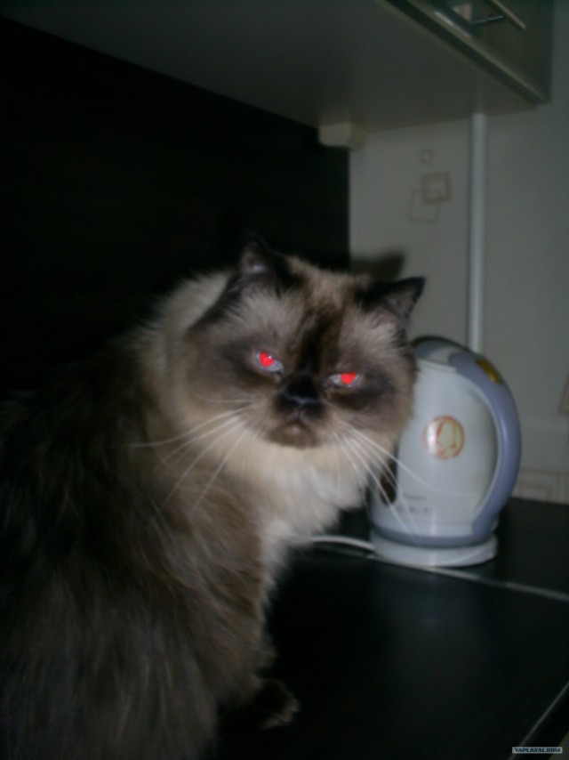 Котовторник 20.03.2012