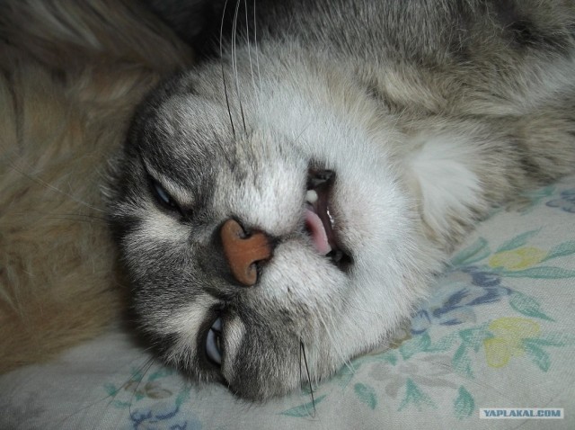 Котовторник  12. 06. 2012
