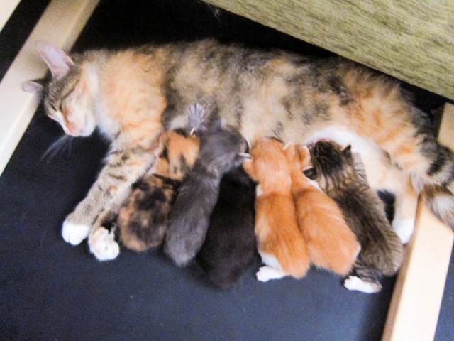 Котовторник на 26.06.12