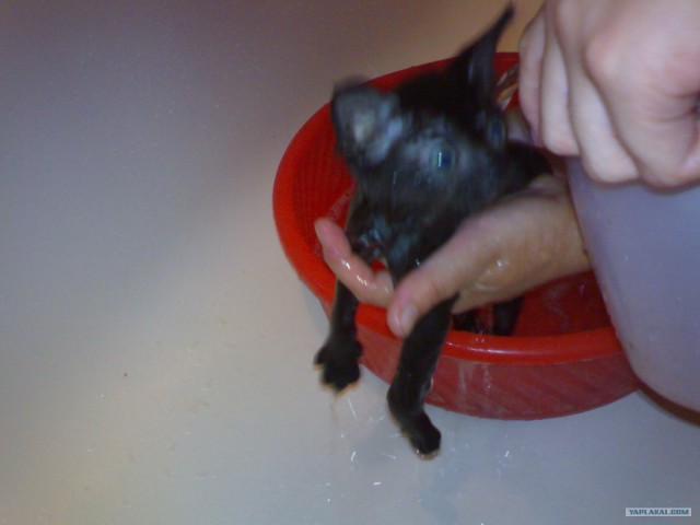 Котовторник 10. 07. 2012