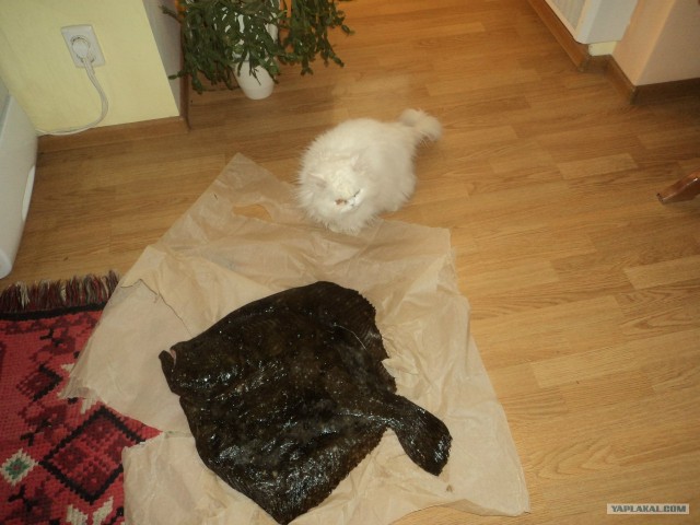 Котовторник  21.08.12