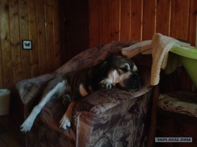 Собакочетверг