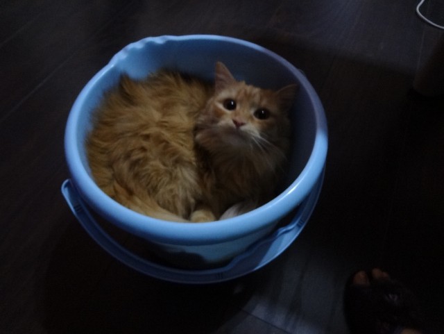 Котовторник 12.02.13