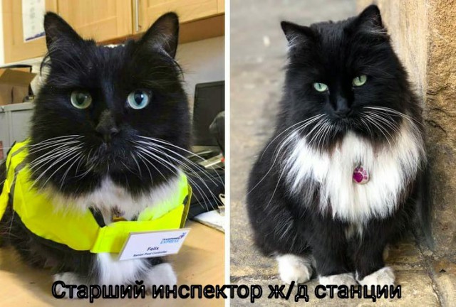 Фотографии, которыми коты могут гордиться