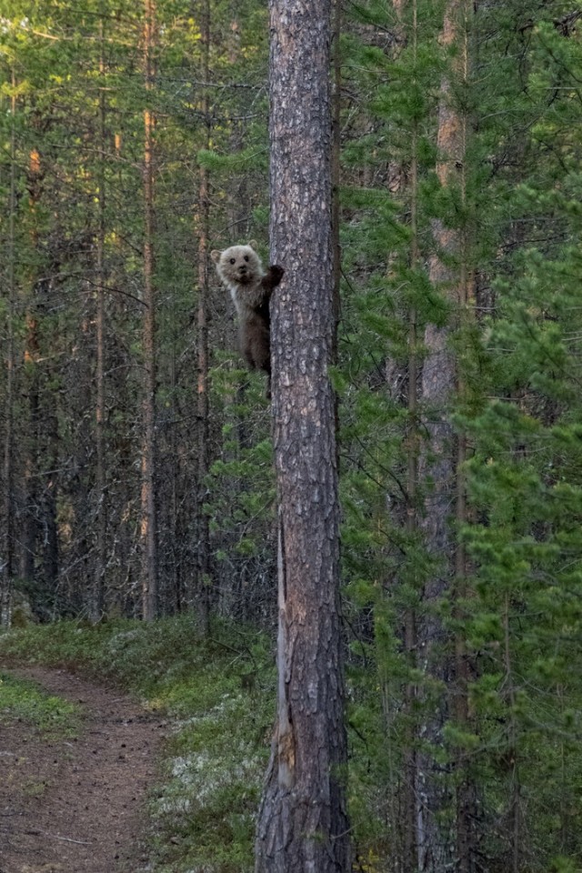Живность из сети
