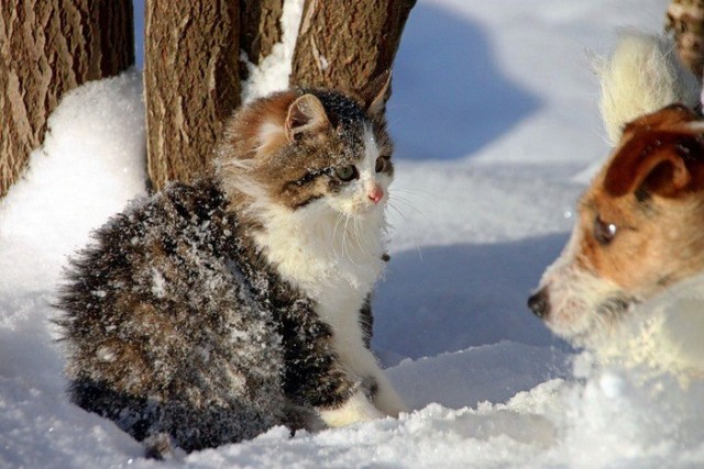 Уже не котовторник, но еще и не собакочетверг