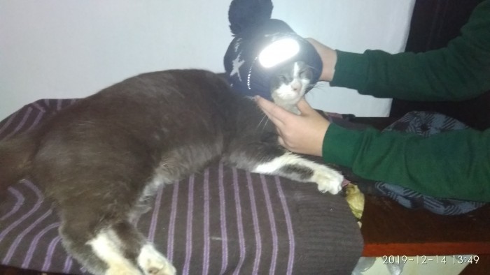 Начнем котоФторник?