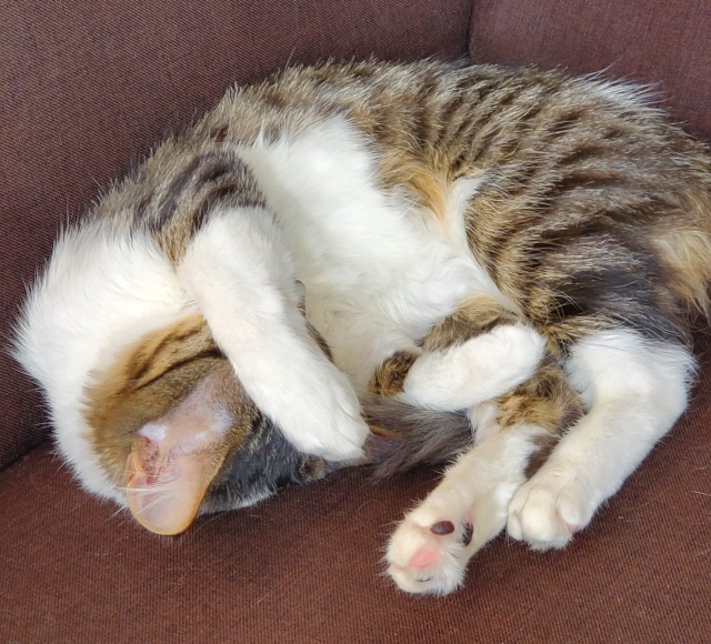 Коты, которые нас порадовали!