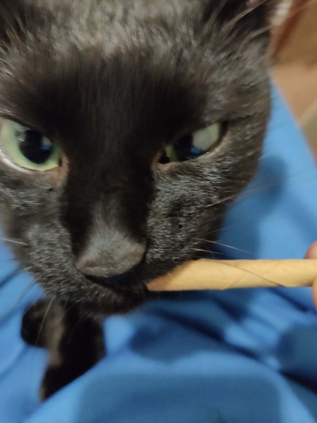 Ну, с котовторником!