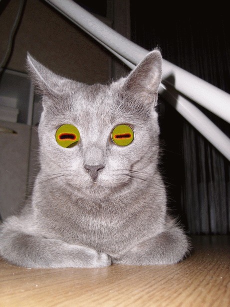 Отжабте моего кота