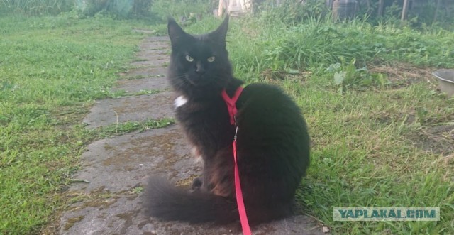 Котовторник 13.10.2020