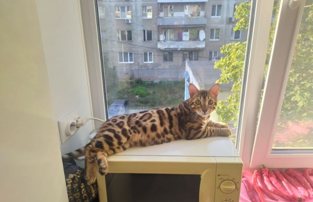 Котовторнику быть!