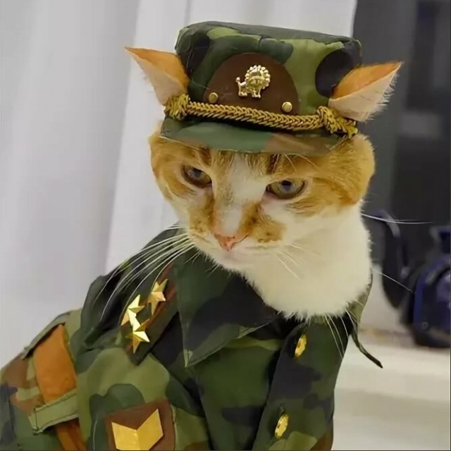 Котик военный картинки