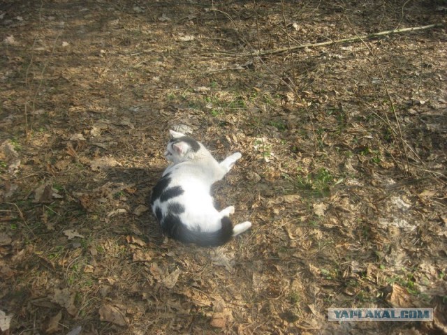 Жизнь домашнего приюта для котеек 335