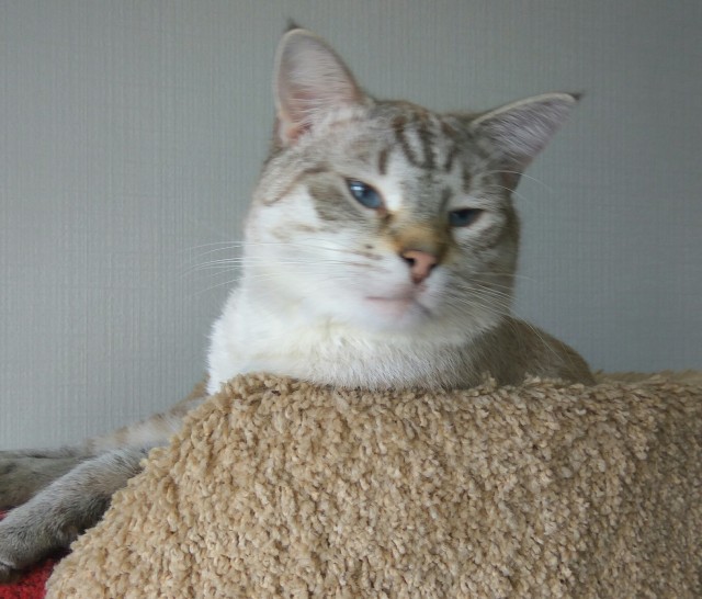 Котовторник же!