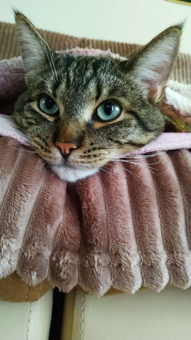 К Котовторнику
