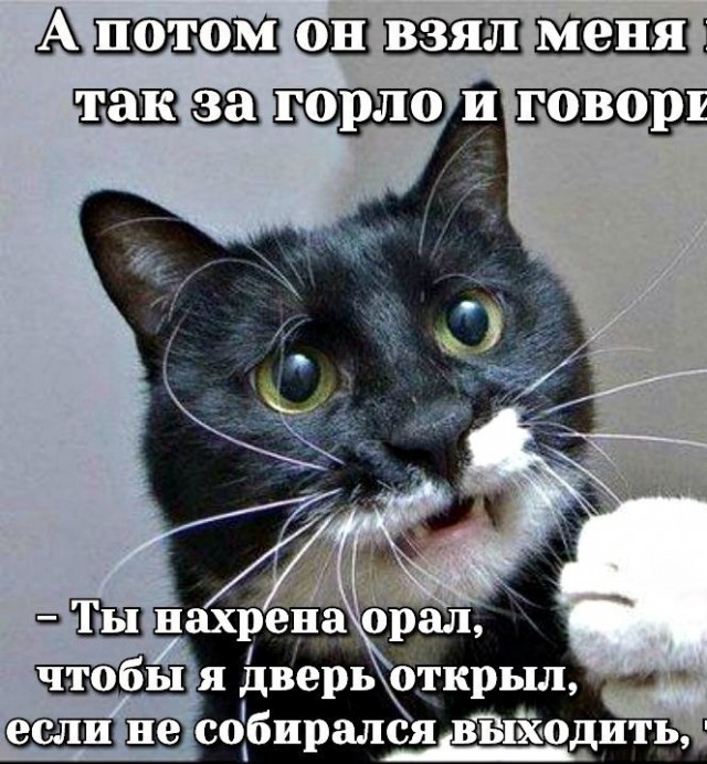 Кот требует открыть двери