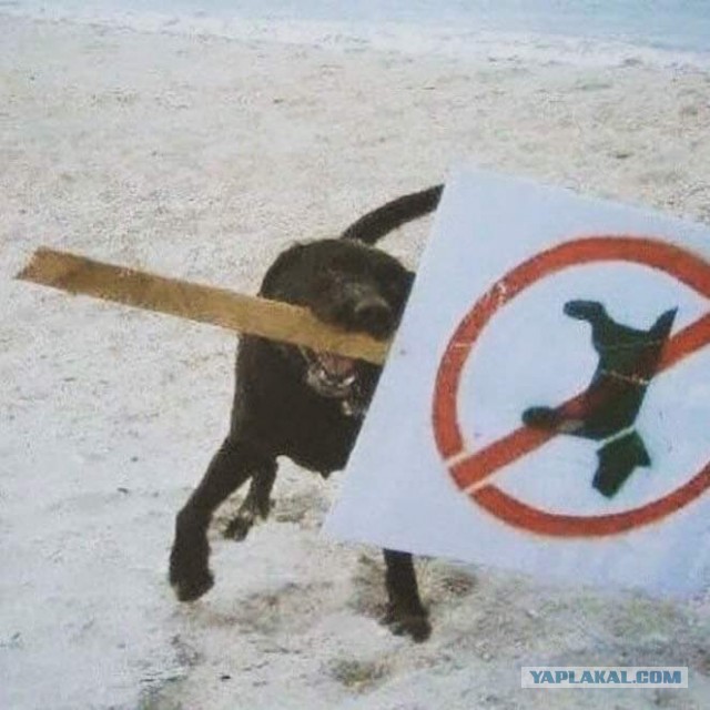 Подборка идиотских фотографий