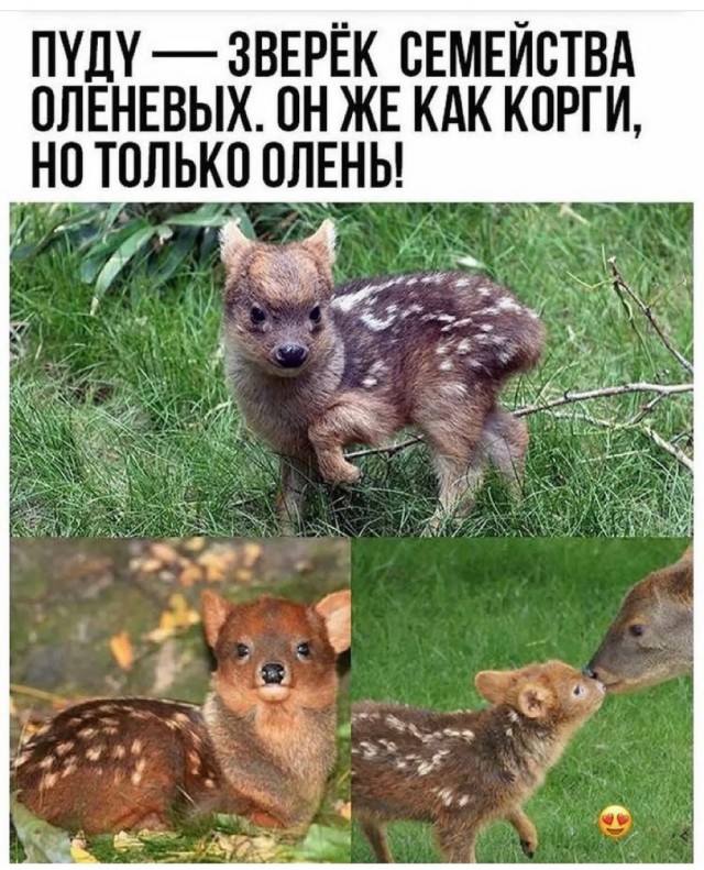 Картинки и мемы для настроения 07.10.2021