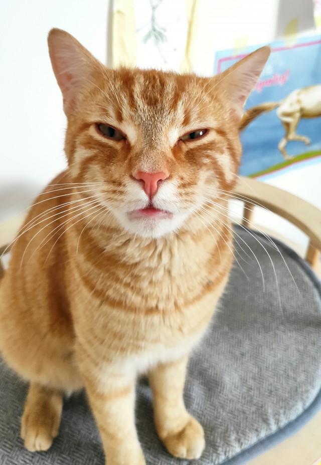 Солнце котовторника уже встало, Господа!