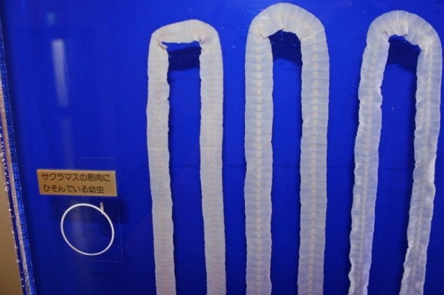 20 самых странных музеев мира. 18+