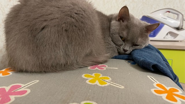 Котовторник. Картинки и буквы 08.02.22