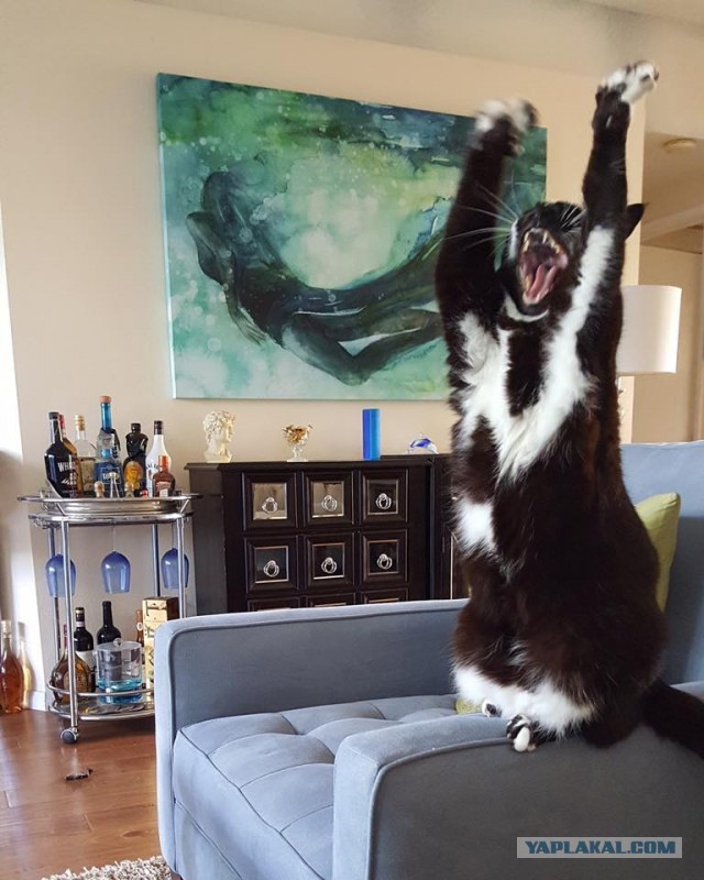 Котики в беде