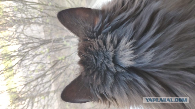 А ваши котейки че счас делают?