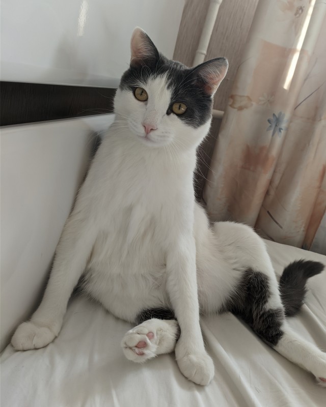Котовторник ведь начался!