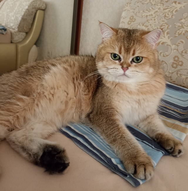 Котовторник. Немного сицилийских котов.