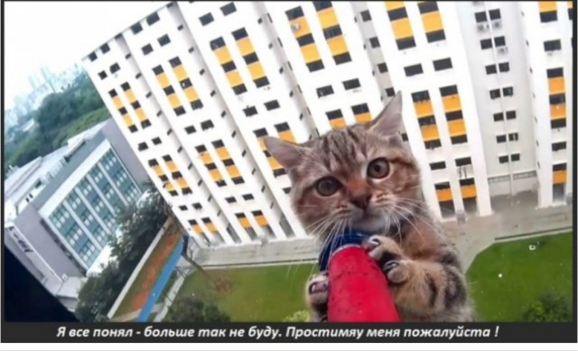 Кот победил