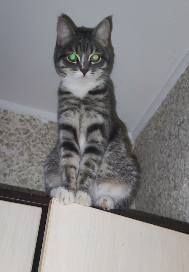 Котовторник