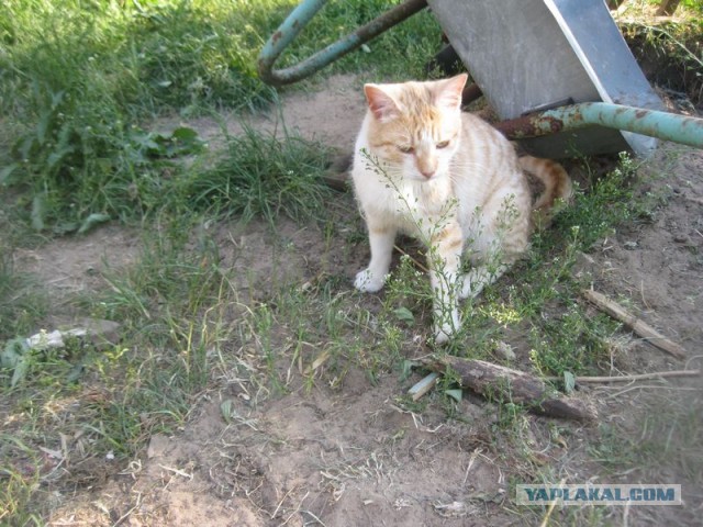 Жизнь домашнего приюта для котеек 450
