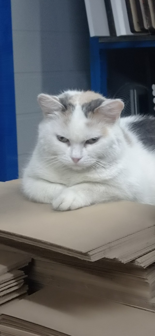 Заводские коты
