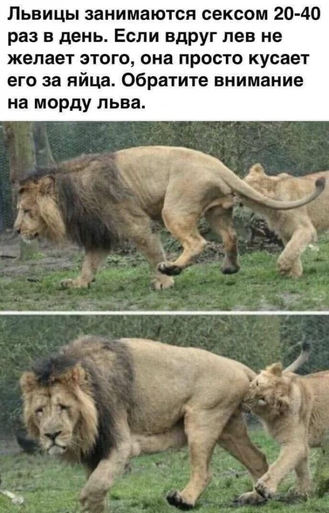 Юмор в картинках и без