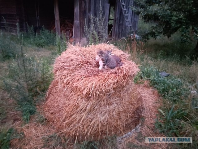 Жизнь домашнего приюта для котеек 503