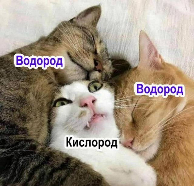 Весёлый полтишок 10.07.24
