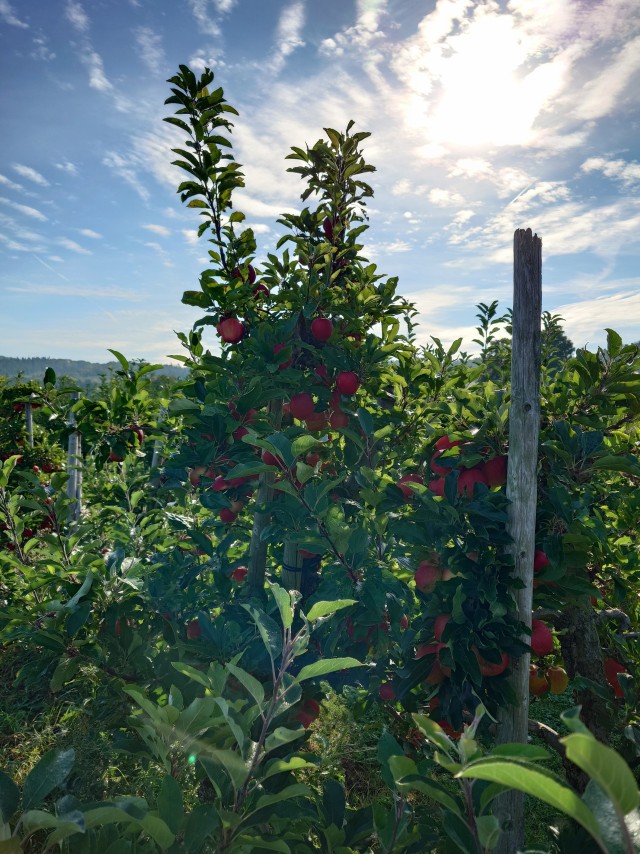 Яблоки. В ФРГ