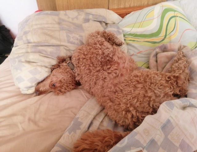 А у Даны д.р. Ей 10 лет!