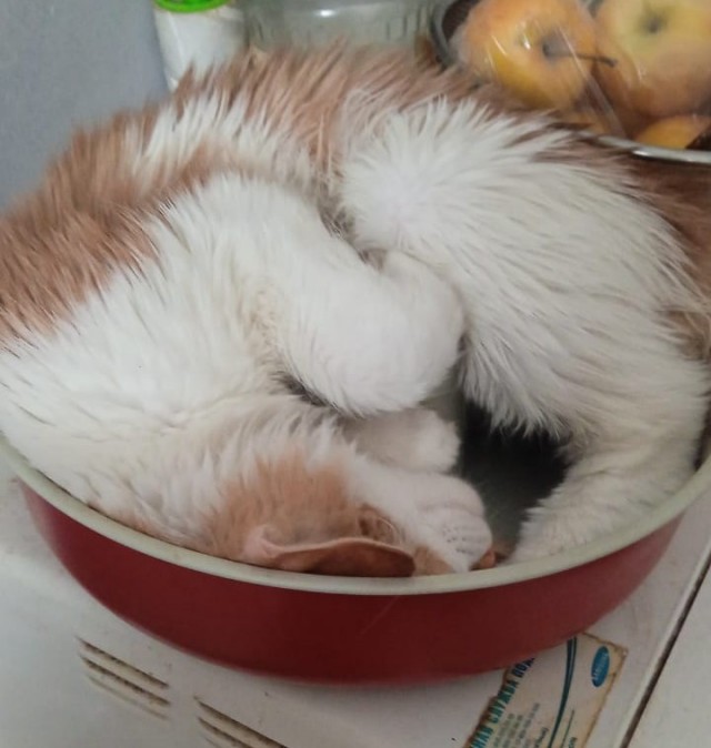 Котовторник в картинках