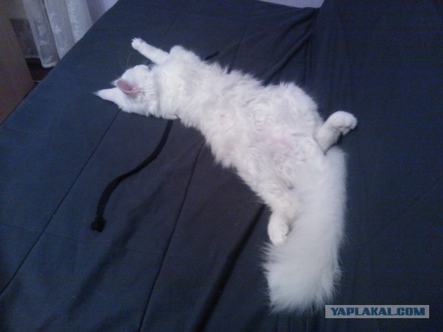 Немного о  Мейн Куне.